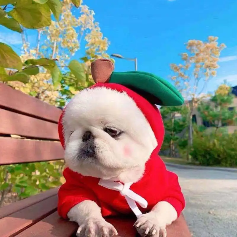 Cute Cartoon Fruit Frog Banana Carrot Pet Hoodie, Costume for Small Puppy Cat, Outfit for Chihuahua French Bulldog - Image 3