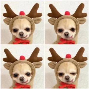 Cute Cartoon Fruit Frog Banana Carrot Pet Hoodie, Costume for Small Puppy Cat, Outfit for Chihuahua French Bulldog - Thumbnail Image 2