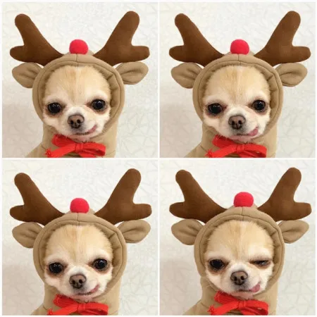 Cute Cartoon Fruit Frog Banana Carrot Pet Hoodie, Costume for Small Puppy Cat, Outfit for Chihuahua French Bulldog - Image 2