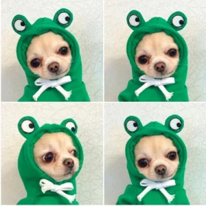 Cute Cartoon Fruit Frog Banana Carrot Pet Hoodie, Costume for Small Puppy Cat, Outfit for Chihuahua French Bulldog - Thumbnail Image 5