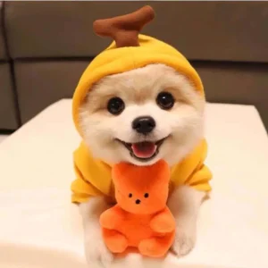 Cute Cartoon Fruit Frog Banana Carrot Pet Hoodie, Costume for Small Puppy Cat, Outfit for Chihuahua French Bulldog - Thumbnail Image 6